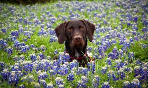 a dog in a field of flowers