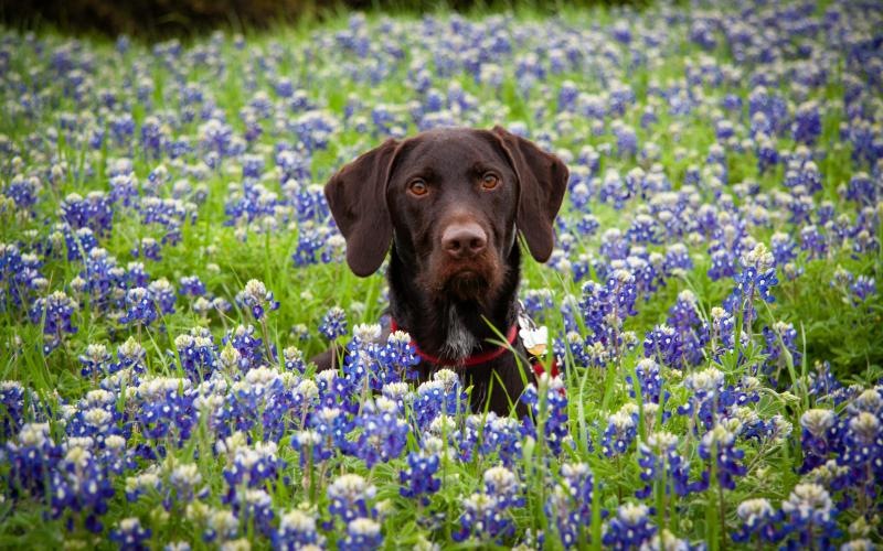 a dog in a field of flowers